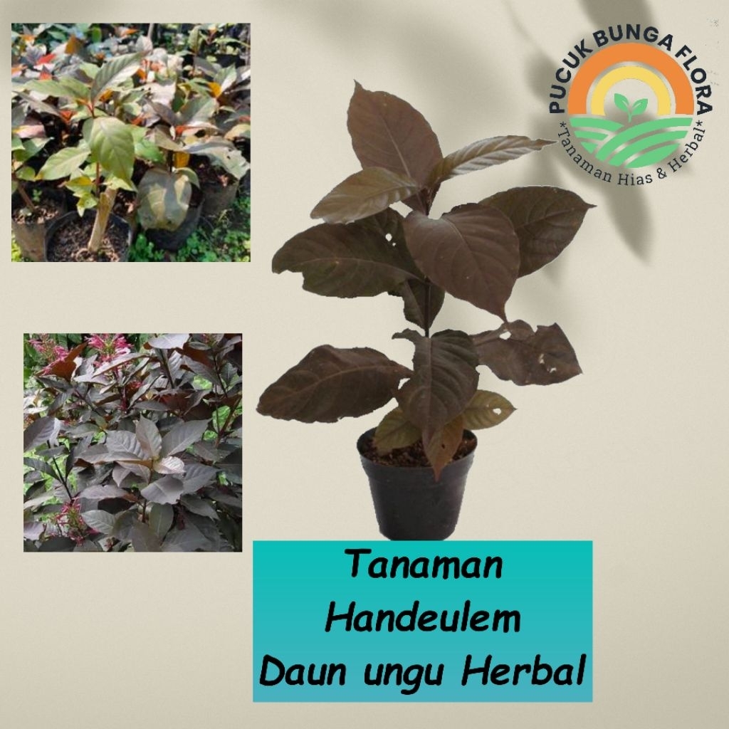 Tanaman Handeleum bibit tanaman herbal daun ungu Handeleum Obat Herbal daun ungu handelem andelem ta