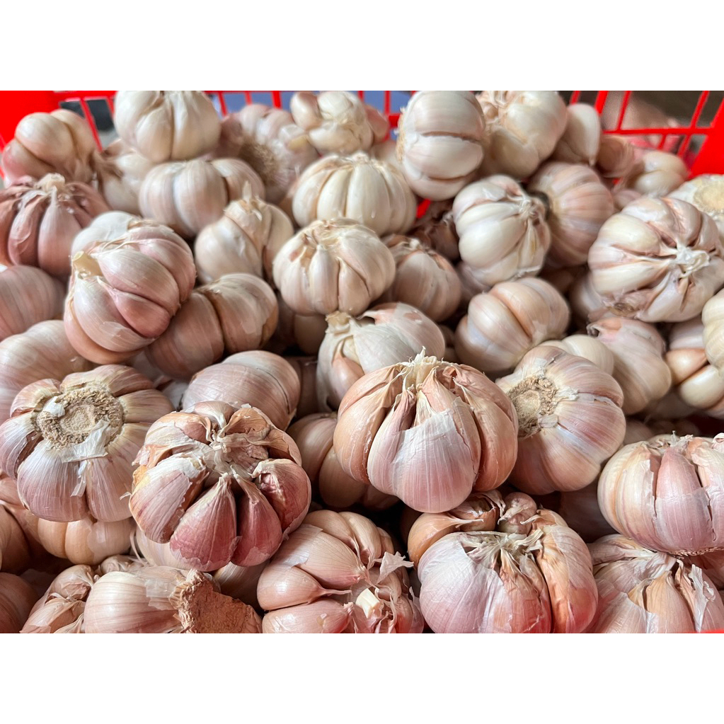 

Bawang putih bersih termurah jawa timur