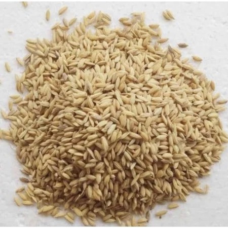 TERMURAH Gabah Kering Segar Pakan Ayam / Burung / kambing /sapi / Bebek dll