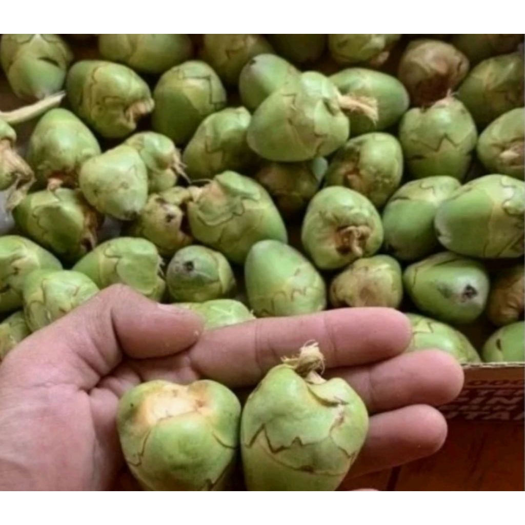 

5 biji baluluk kelapa herbal diabetes