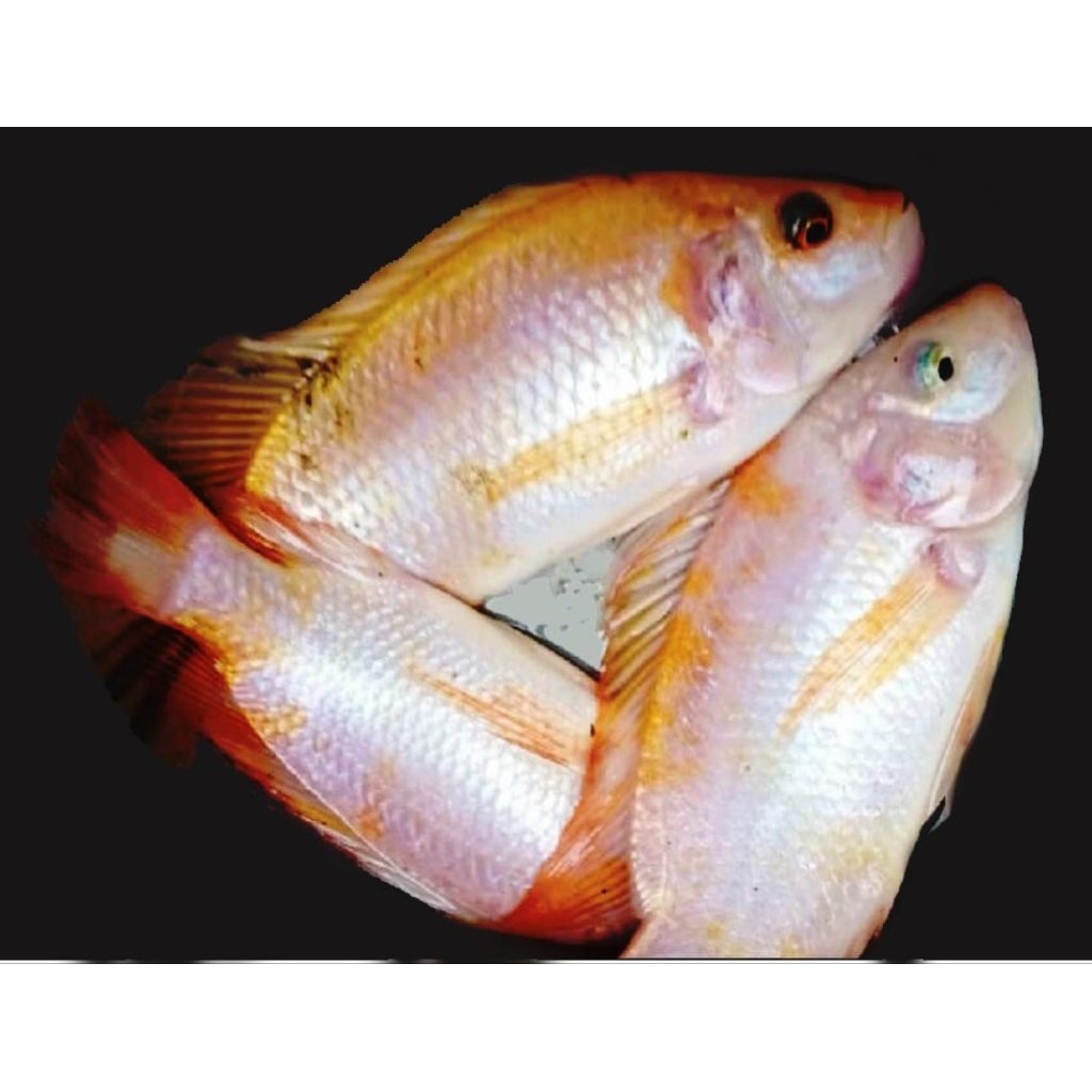 

Ikan Nila