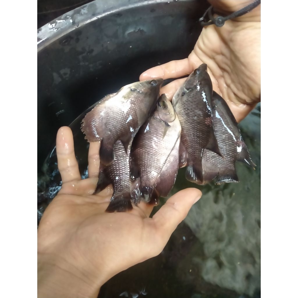 Bibit ikan gurame ukuran nyuper paketan isi 5