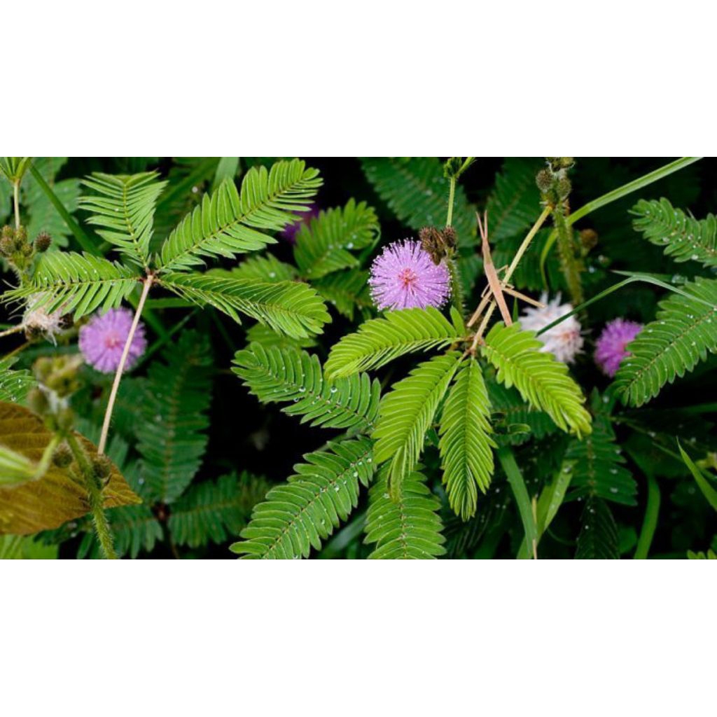 

DAUN PUTRI MALU SEGAR 500 GRAM