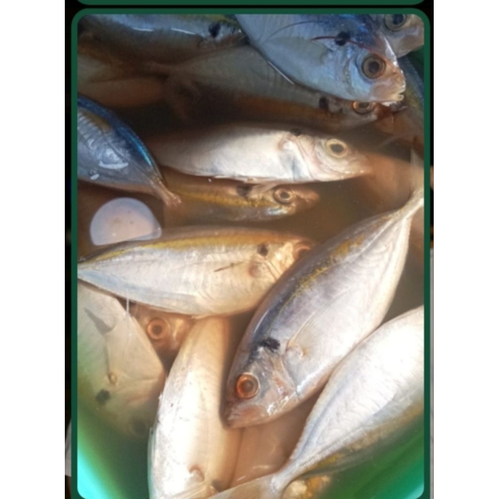 

IKAN SELAR KECIL PERKILO