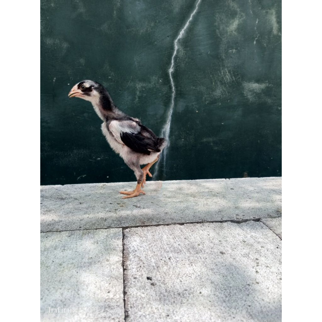 Doc ayam Bangkok asli jenis mangon