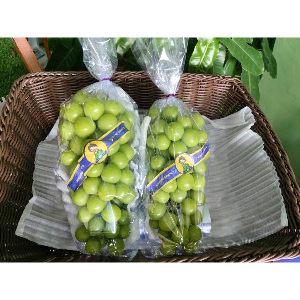 

Anggur Hijau Muskat Curah