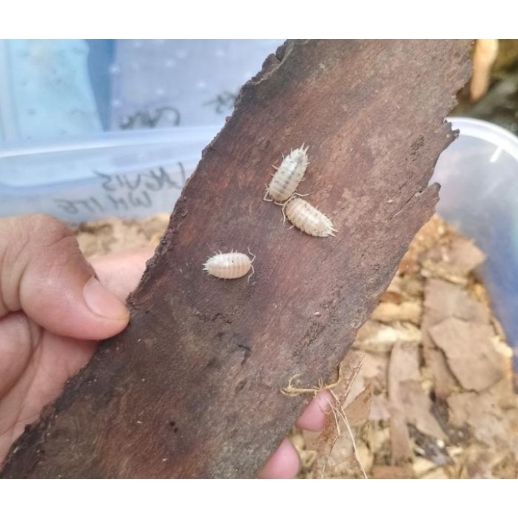 mainan isopoda Porcellio laevis "white"