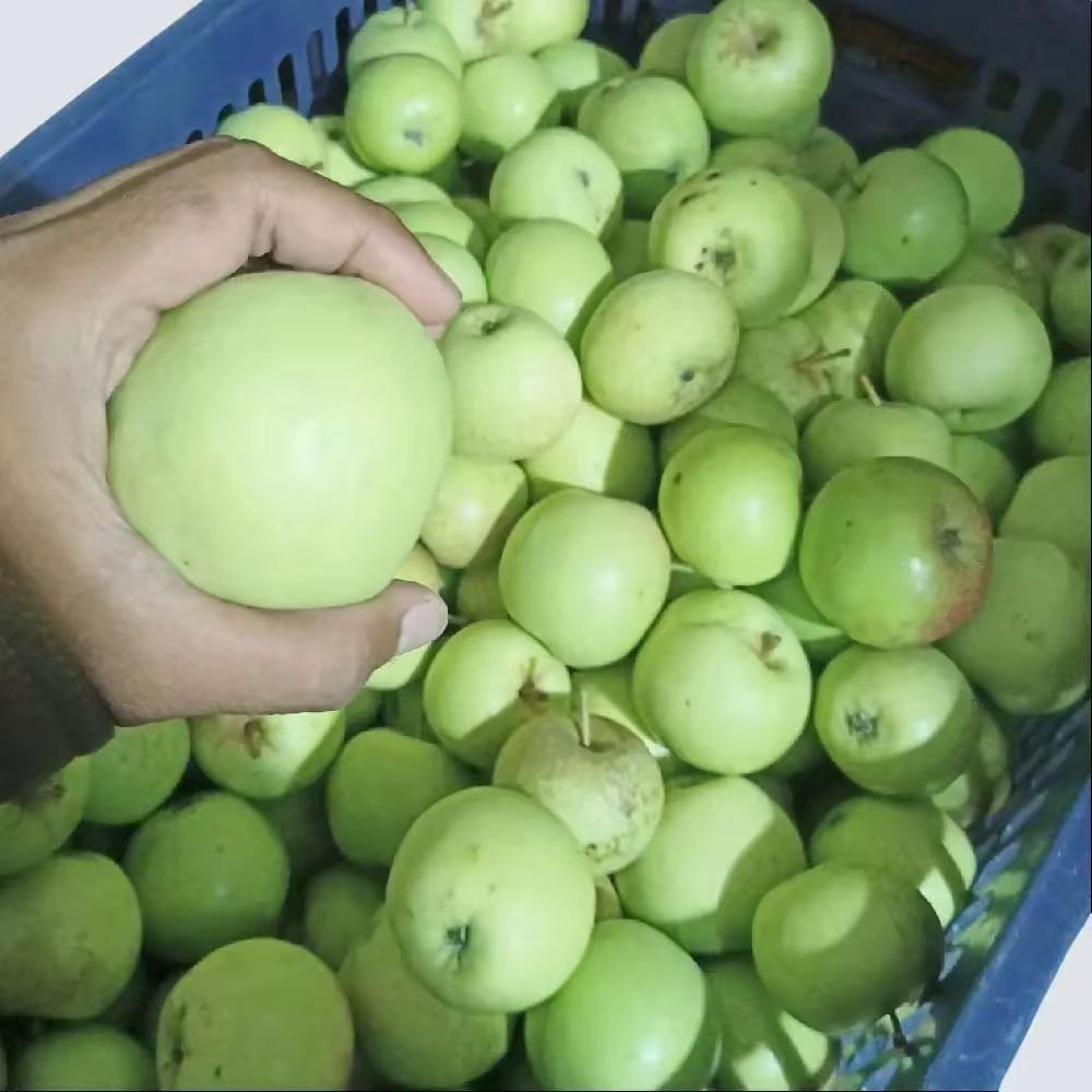 

Apel Manalagi Lokal Kota Batu A (Jumbo) 1 Kg Berisi 8-10 Biji