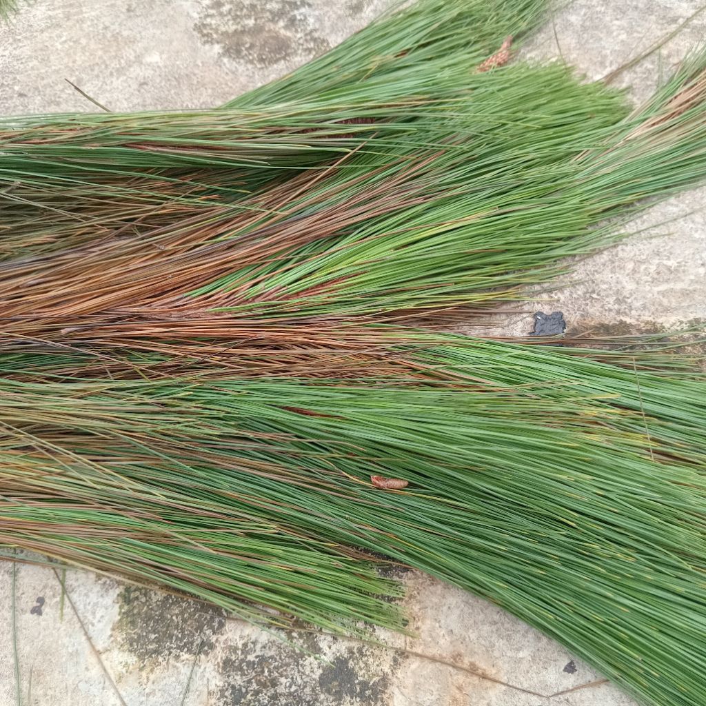 

Jual daun pinus kering di petik dari pohon langsung dikeringkan 500 g