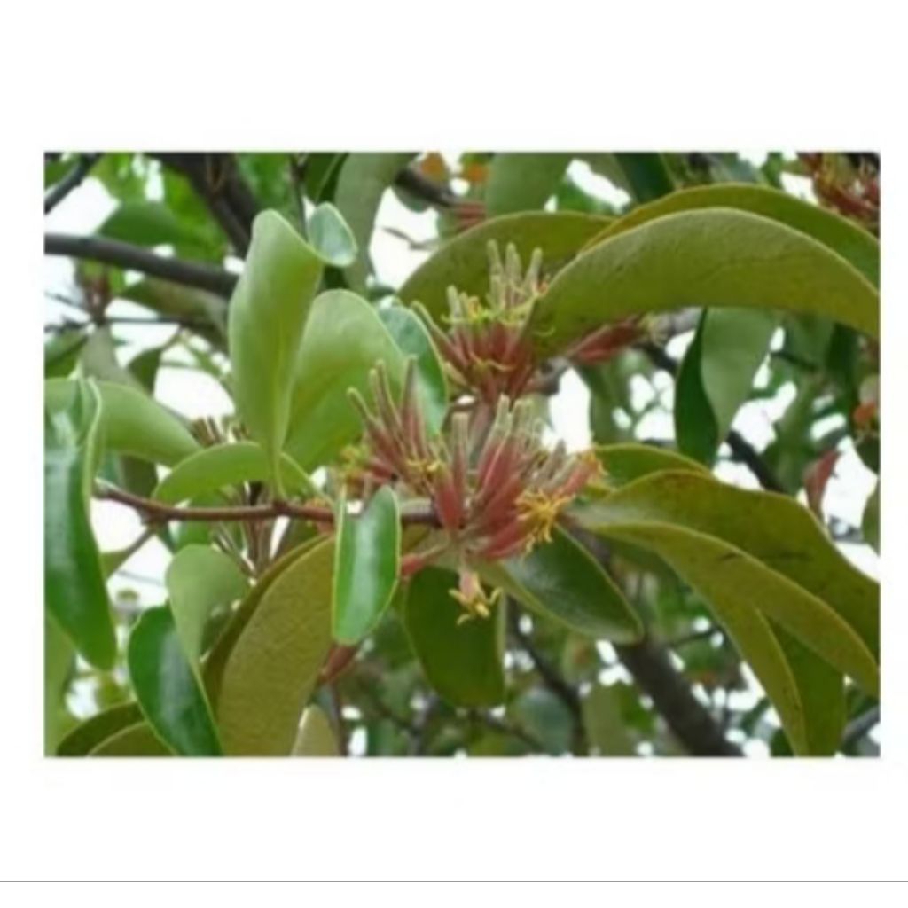 

DAUN BENALU/MLADEAN SEGERA 250G DI PETIK SETELAH DI ORDER!!