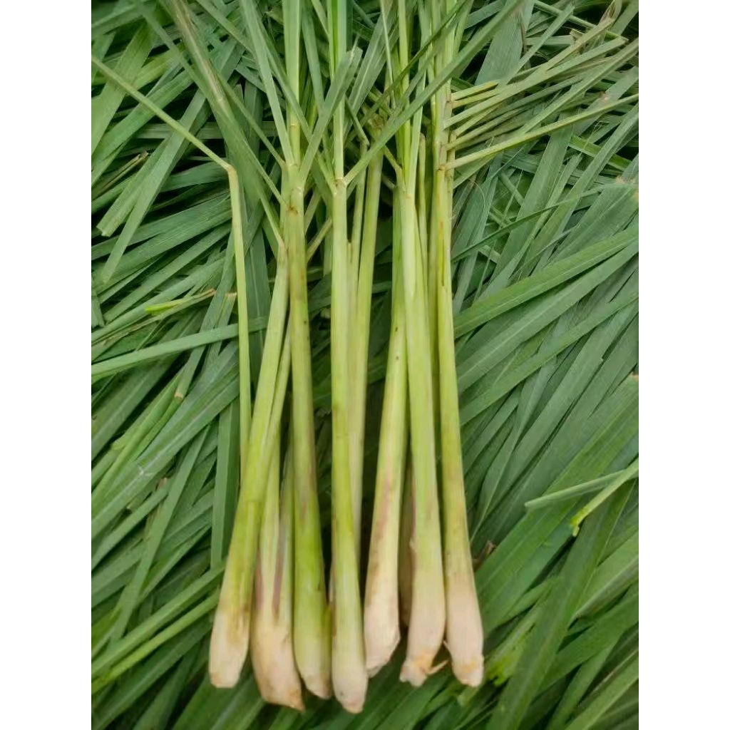 

Batang Sereh segar 250gram