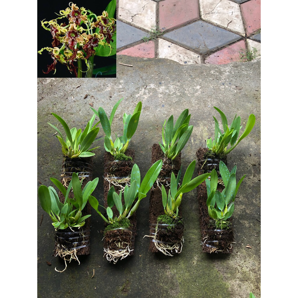 Dendrobium Spectabile