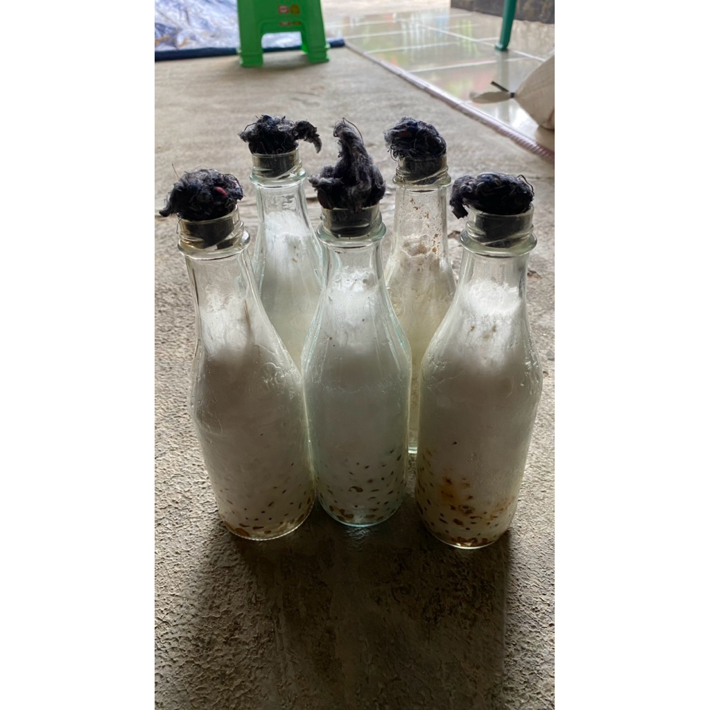 

Bibit Jamur Tiram F2 Media Jagung 1 Botol – Tumbuh Cepat, Hasil Lebih Maksimal ,Steril, Cocok untuk Pemula