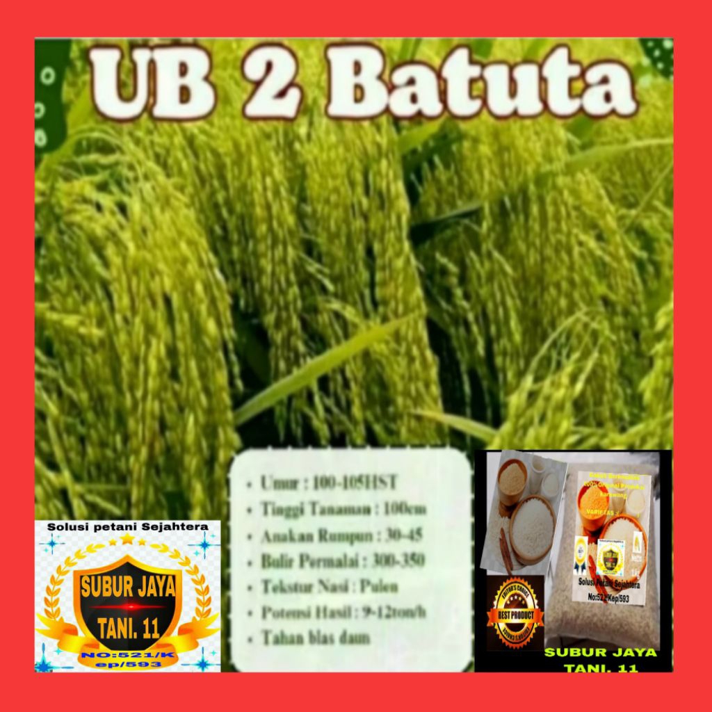 Benih padi UB.2 BATUTA KEMASAN PER 1kg