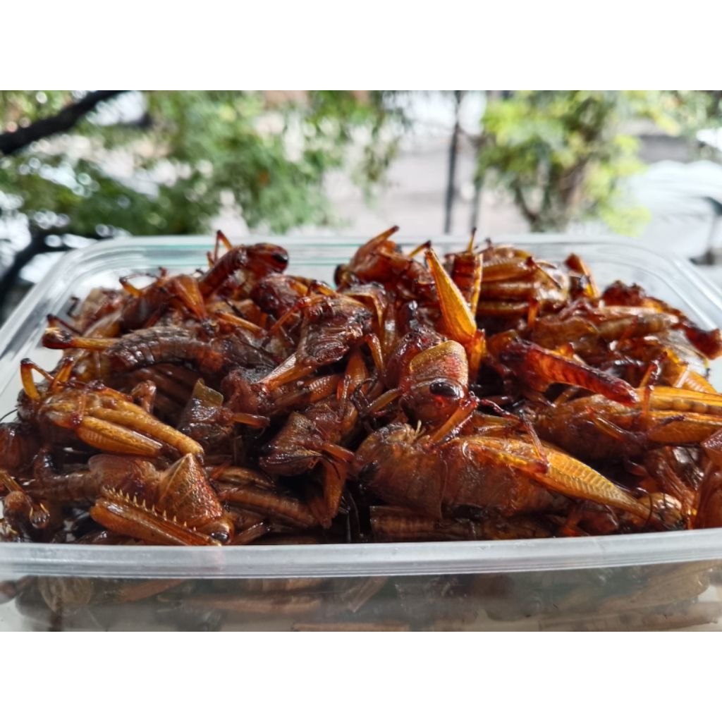 

Belalang kayu/Besar Original tanpa bumbu