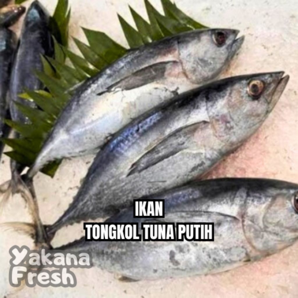

Ikan Tongkol Tuna Putih 500g