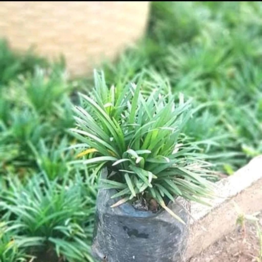 Tanaman hias kucay mini Ophiopogon japonicus