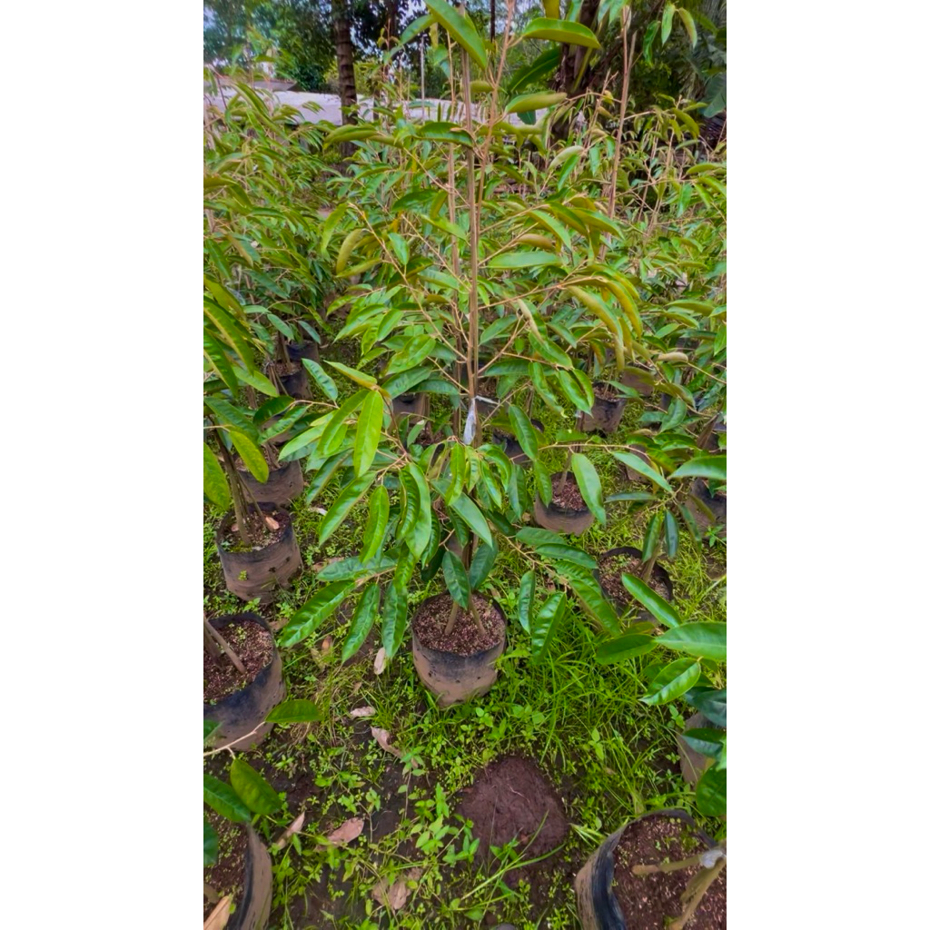 (Packing Kayu) Bibit Durian Kaki 3 Musang King | Bawor | Super Tembaga | Montong