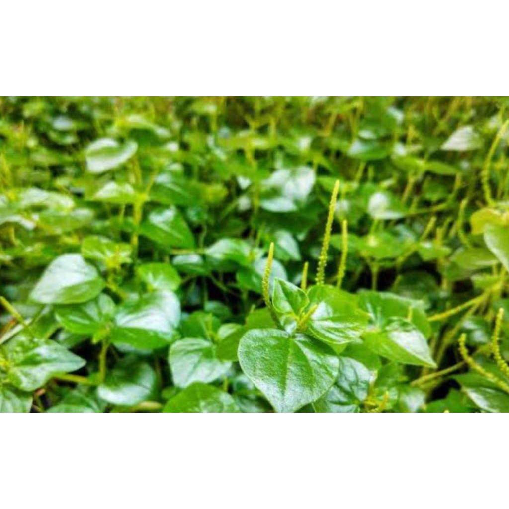 

daun obat herbal alami 20 pohon