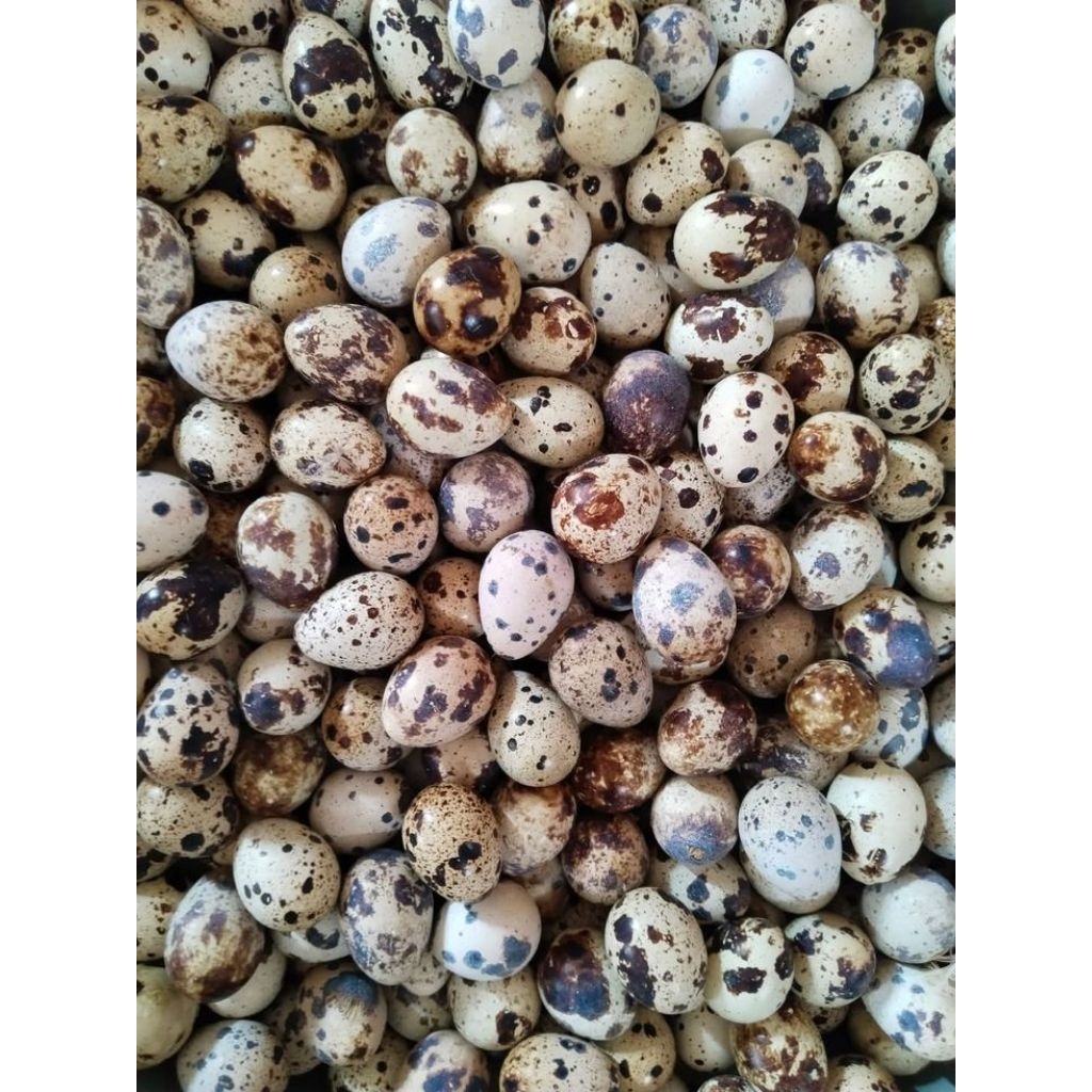 

Telur Puyuh Fresh 250 Gram