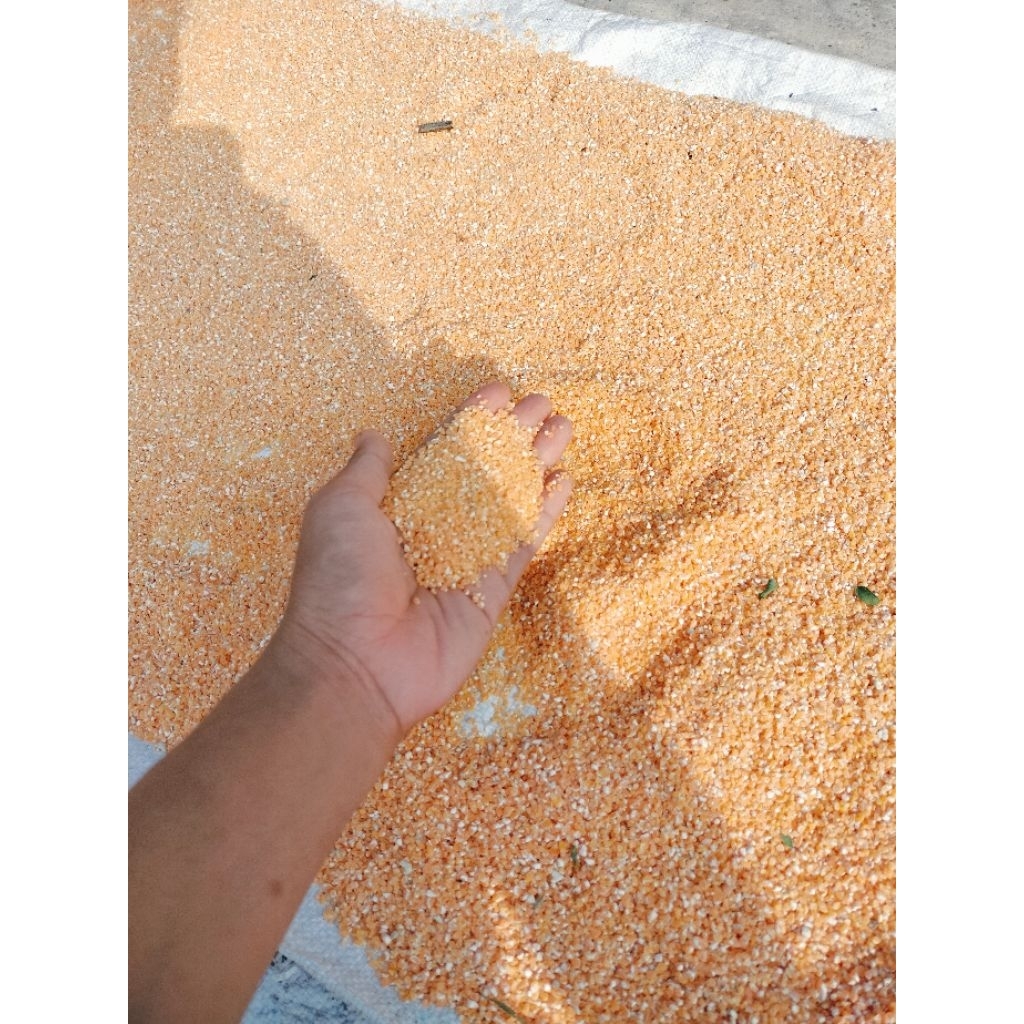 

Beras jagung Baru selip tanpa kutu 1kg