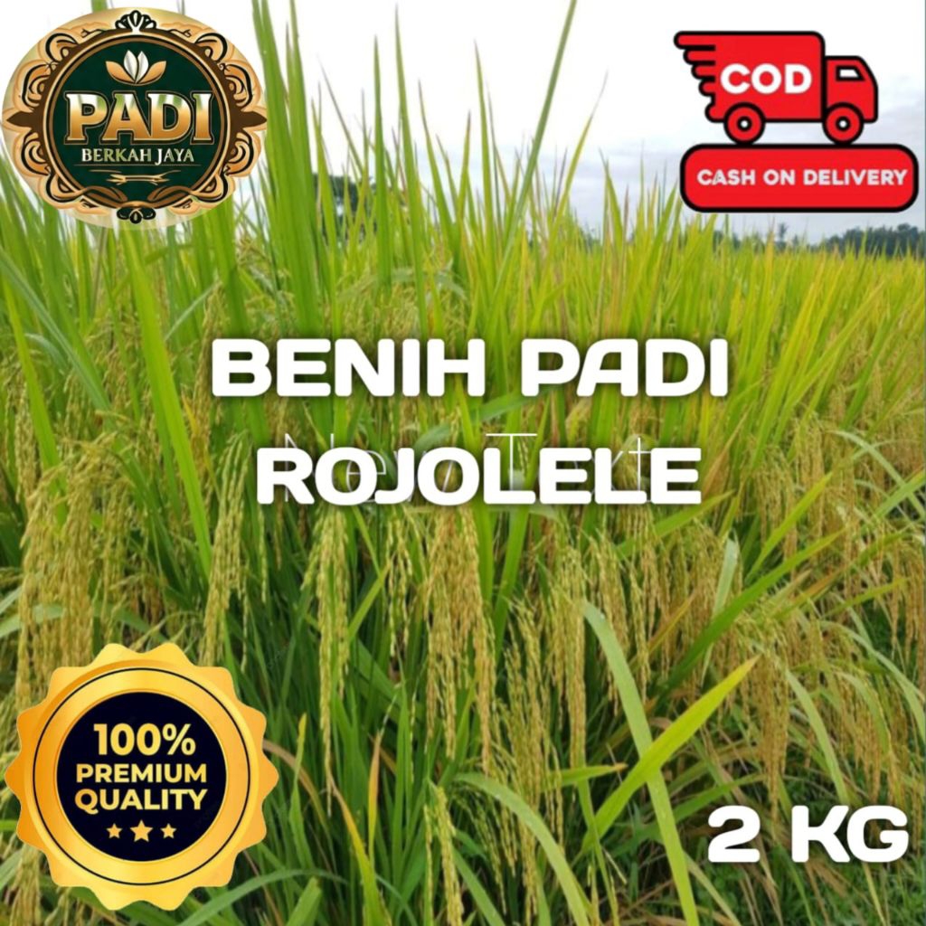 BENIH PADI UNGGUL ROJOLELE  SUPER BERKUALITAS KEMASAN 2 KG.