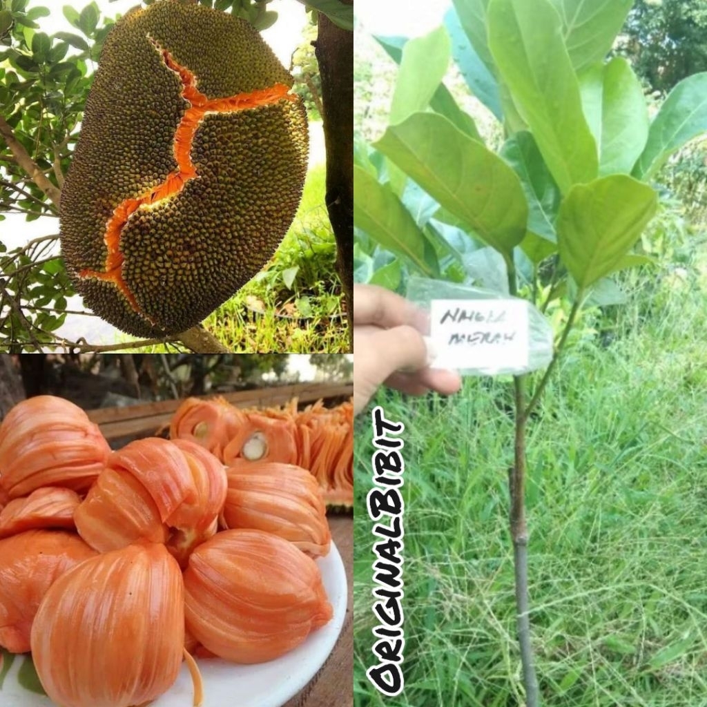 Bibit Nangka Madu Merah Jumbo Original Okulasi cepat berbuah