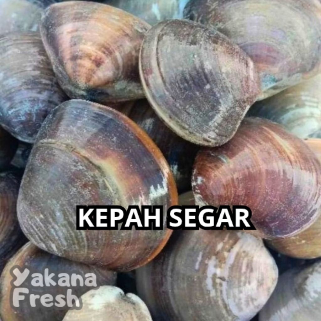 

Kepah Segar 500g