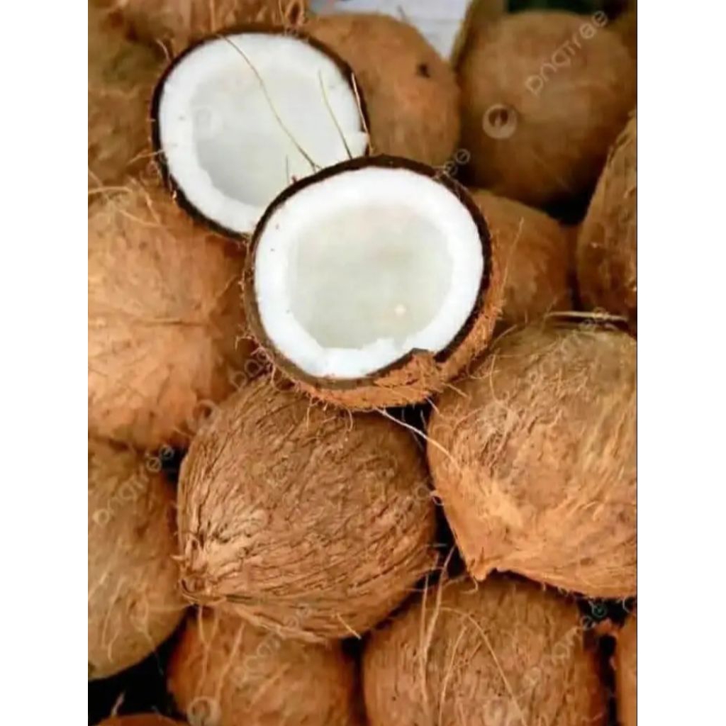 

KELAPA TUA SEGAR 1 BUTIR