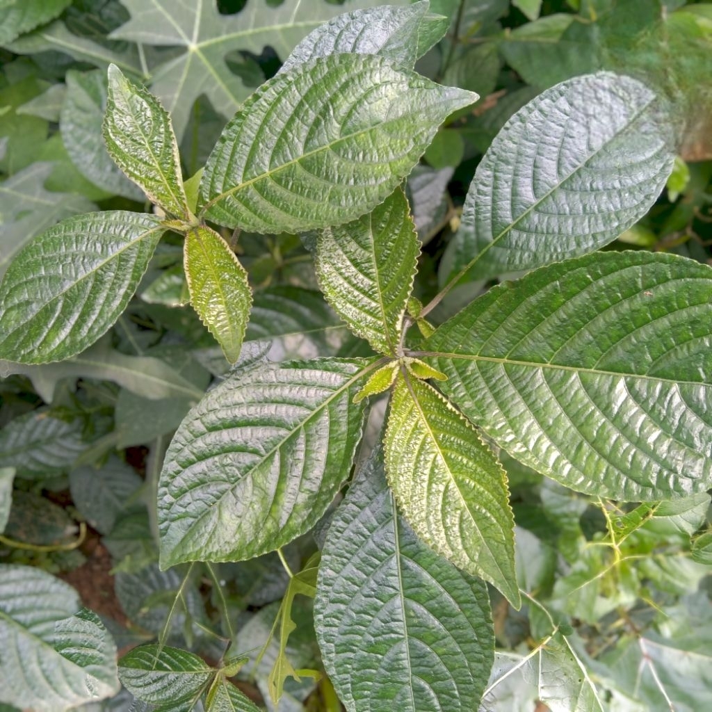 

Daun Keji Beling Segar 500 Gram