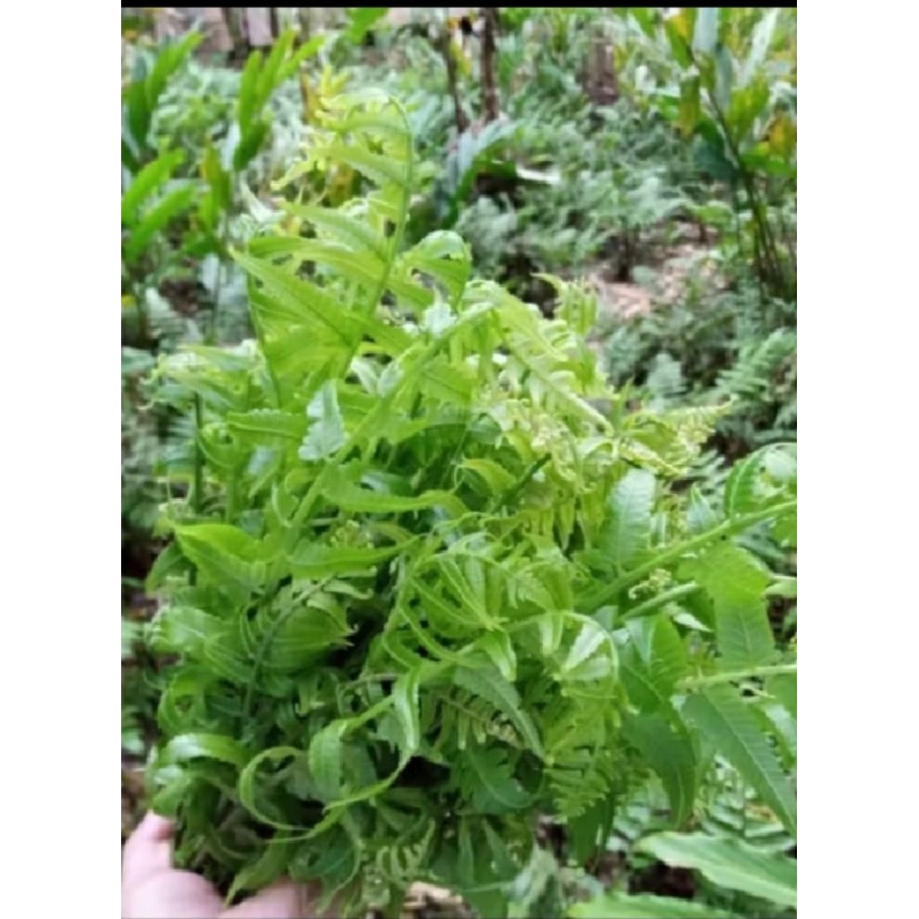 

ready daun sayur pakis.sayur super fres ikat