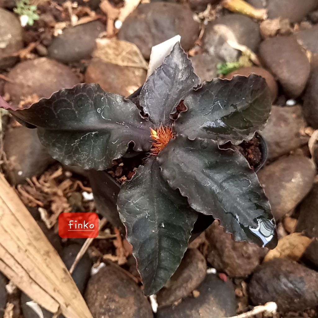 euphorbia francoisii crassicaulis hybrid (01)