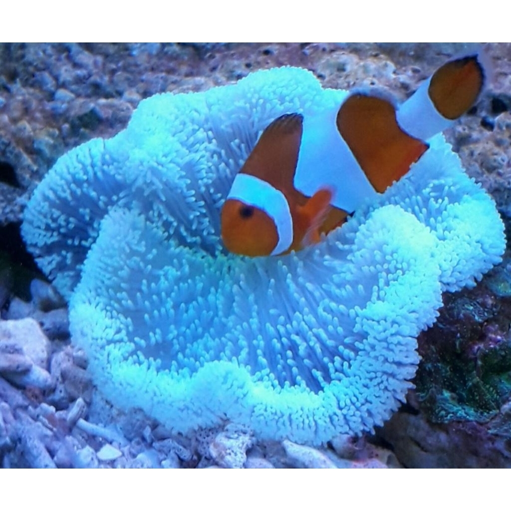 CORAL ANEMON KARPET HIJAU BIASA size s