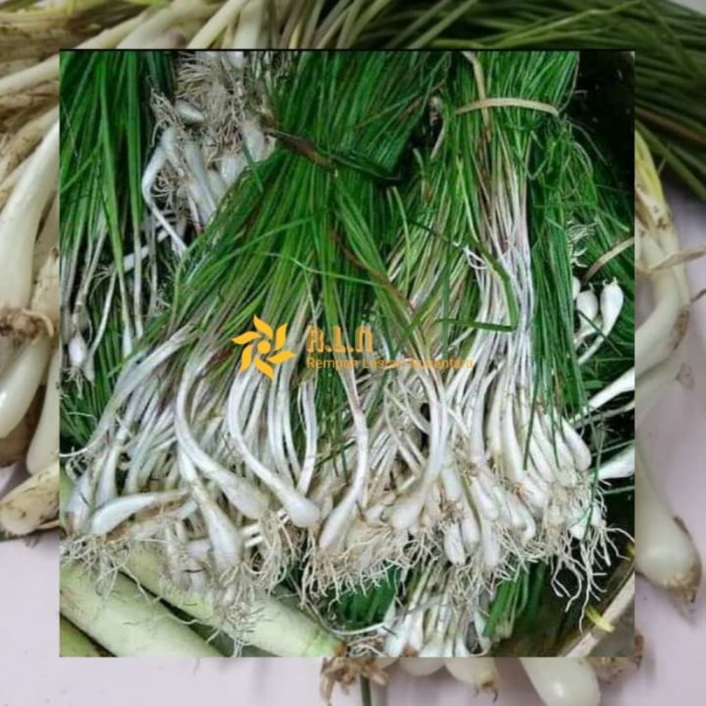 

kuncai 1 ikat | sayuran kuncai 1 ikat