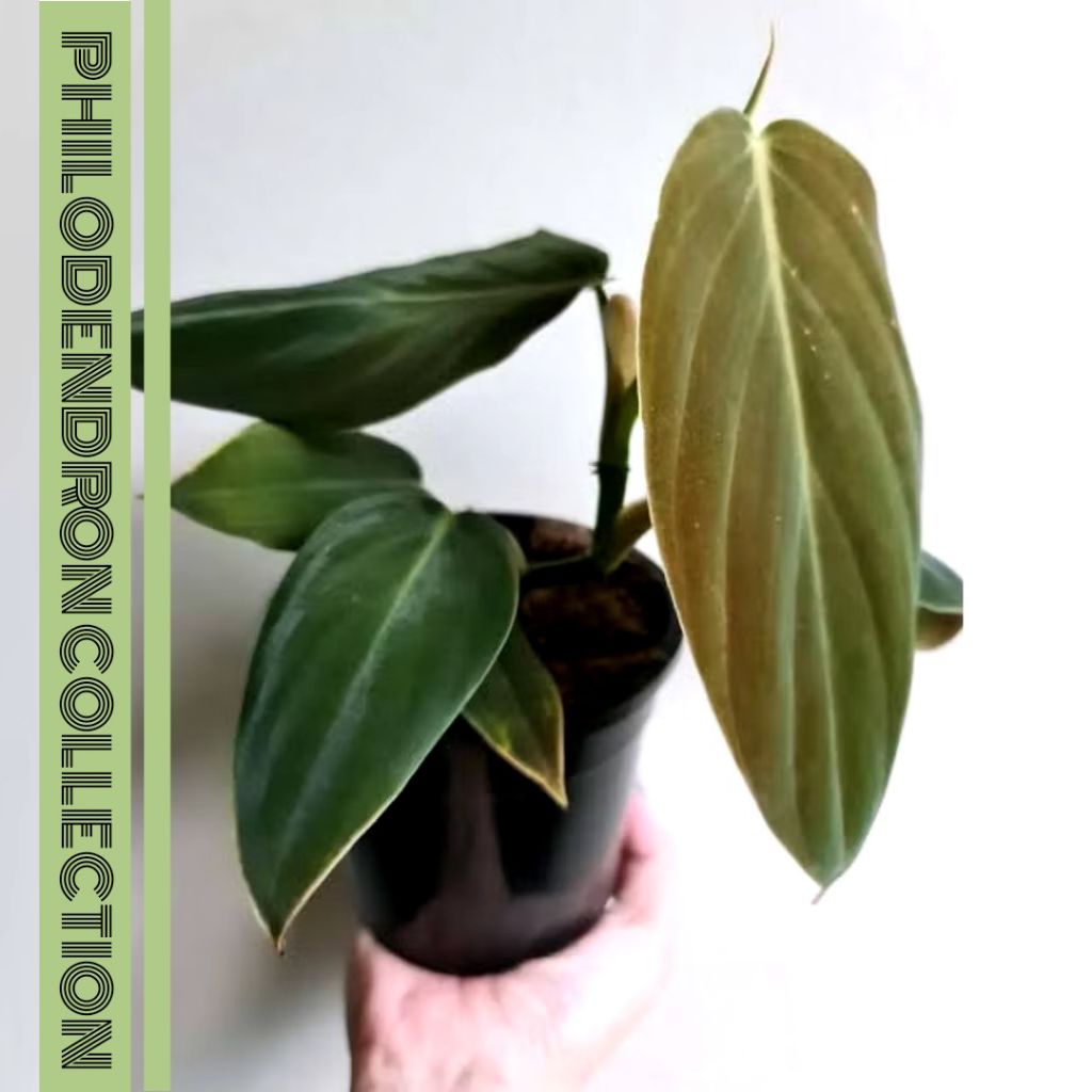 KOLEKSI Tanaman Hias Philodendron - Philodendron Gigas