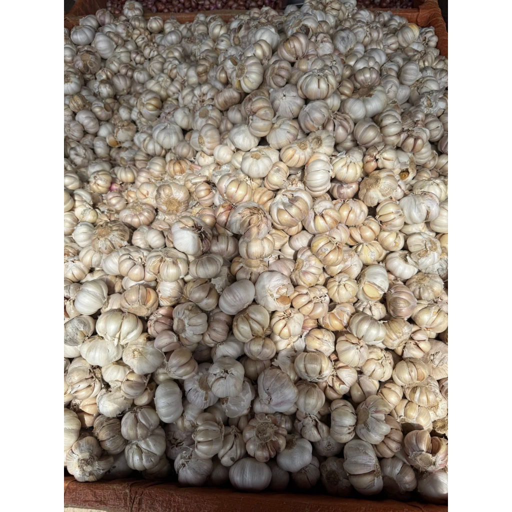 

Bawang Putih Bersih Termurah