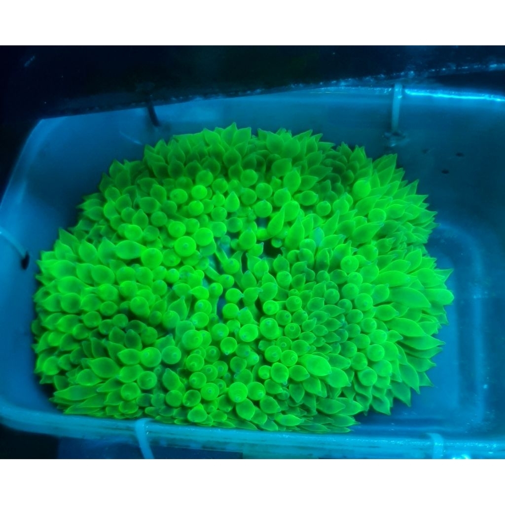 CORAL ANEMON JAGUNG WARNA HIJAU m