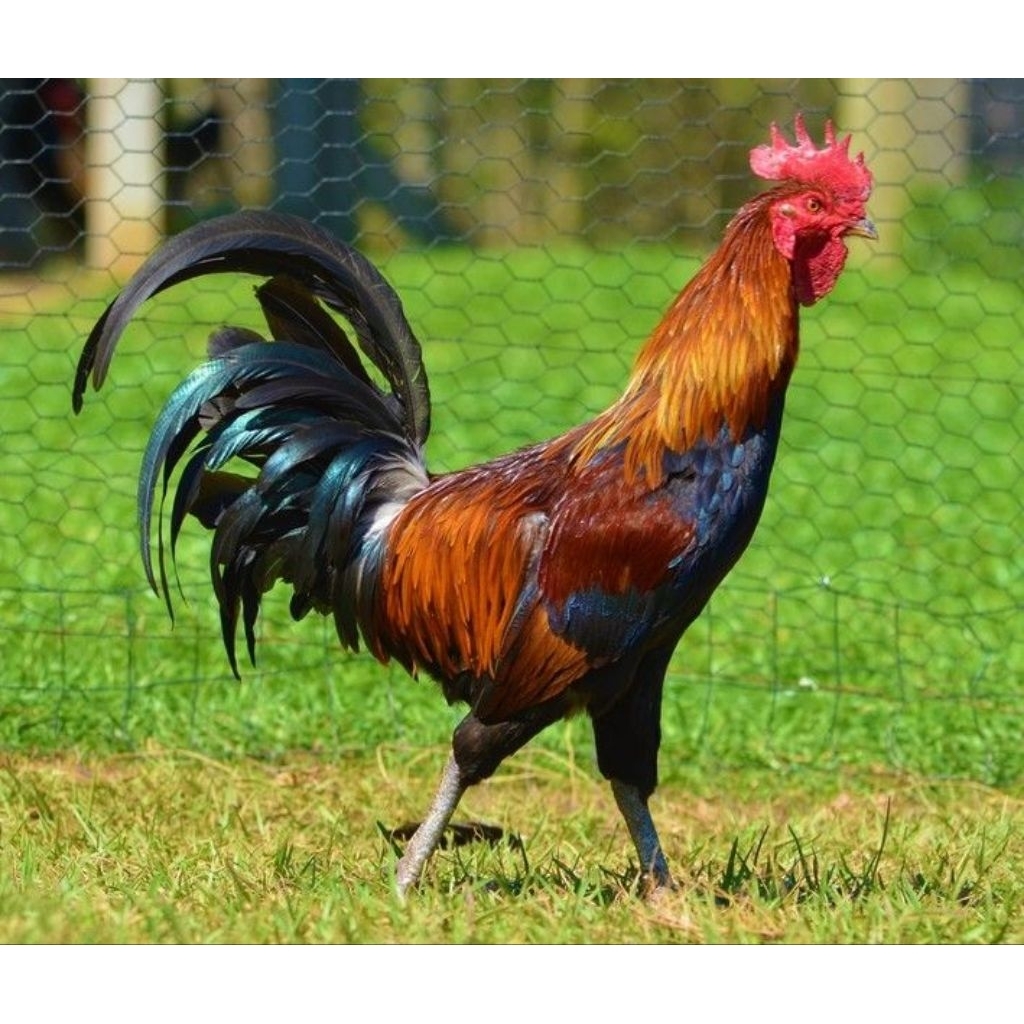 

Telur Tetas Ayam Ketawa Fertil siap untuk ditetaskan