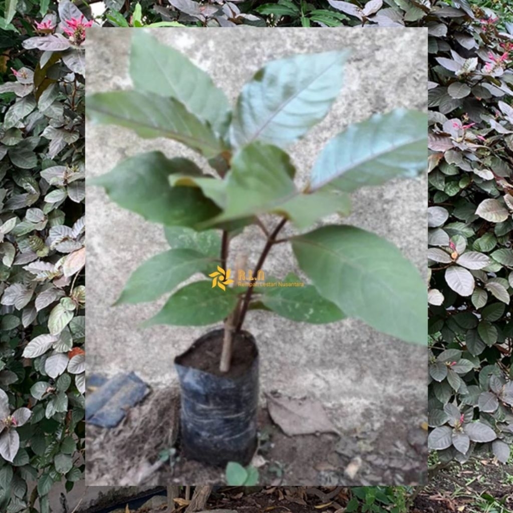 Bibit pohon daun ungu | daun ungu | daun kopi hitam