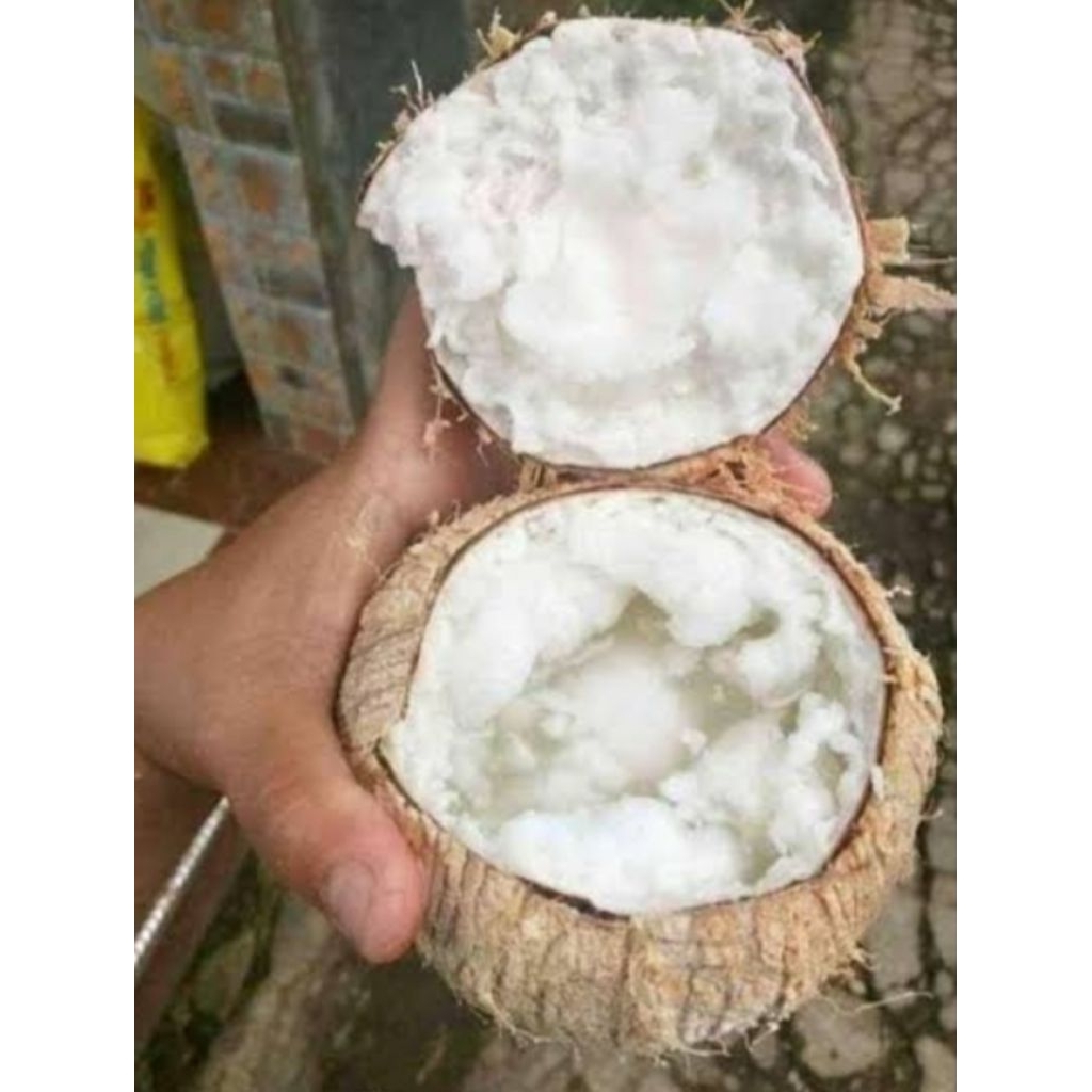 

kelapa kopyor