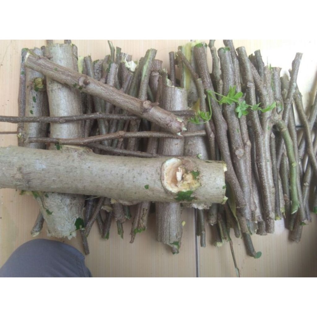 BIBIT/STEK POHON KELOR UNGGUL SIAP TANAM.