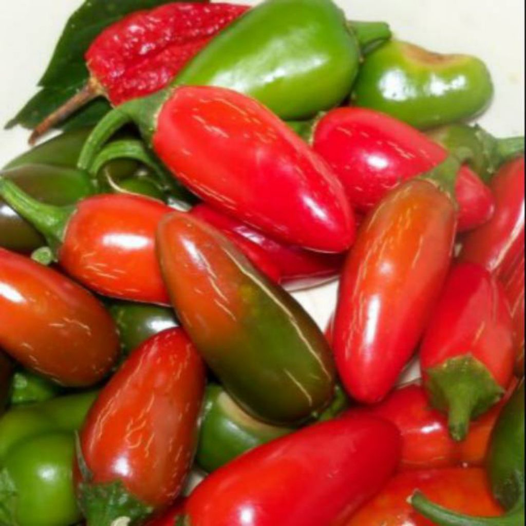 

BENIH/BIJI CABE JALAPENO (KEMASAN -+100 BUTIR)