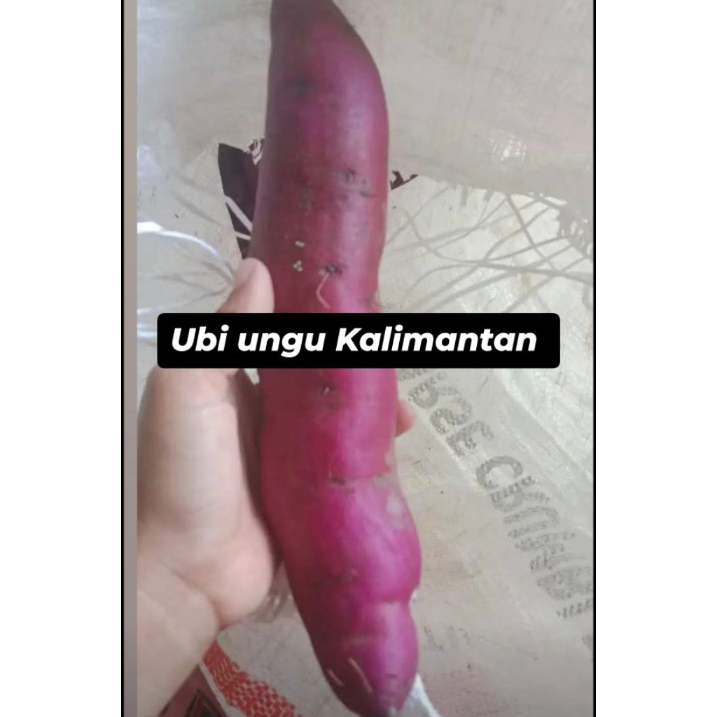 

Ubi ungu Kalimantan
