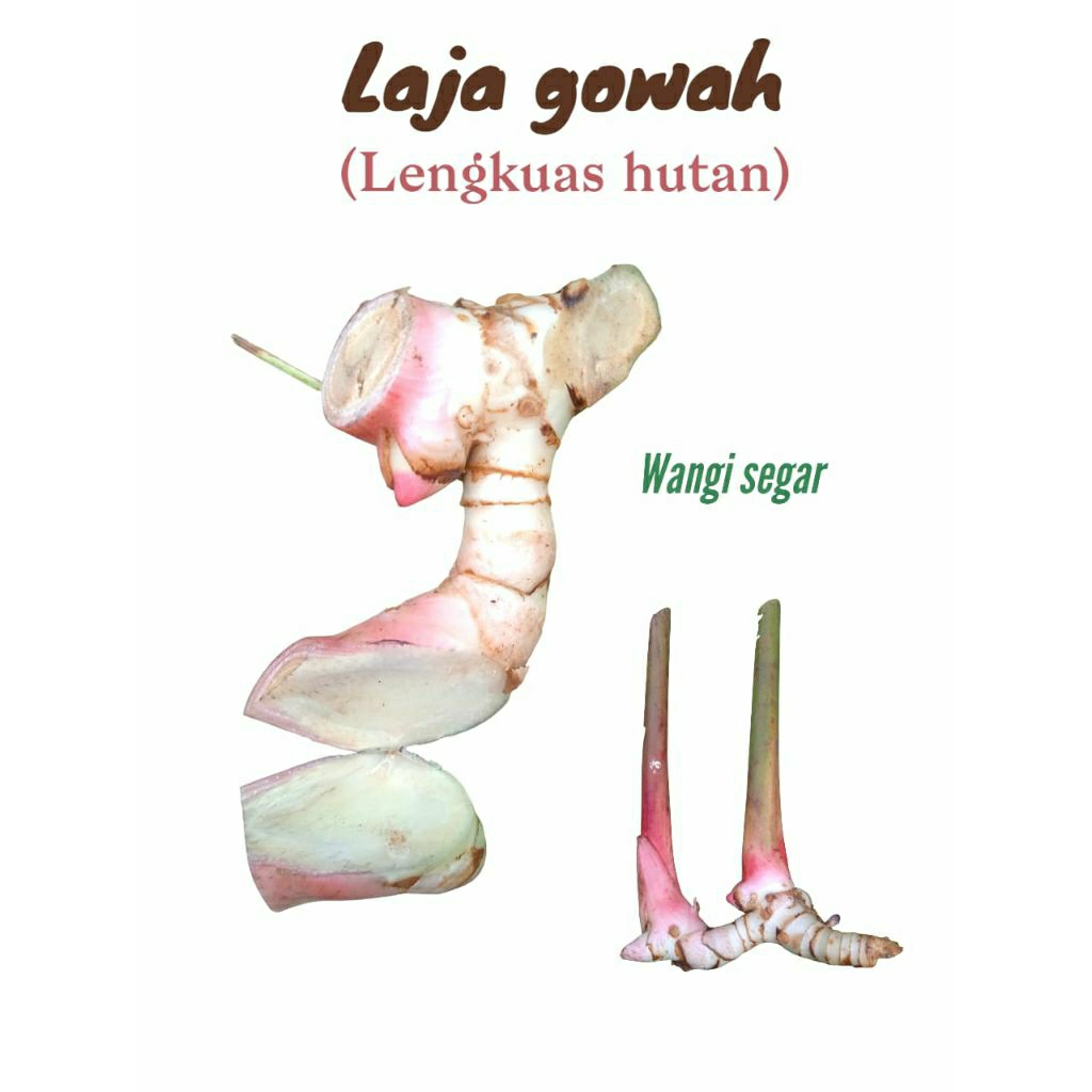 

Laja gowah. Lengkuas hutan fress 500grm