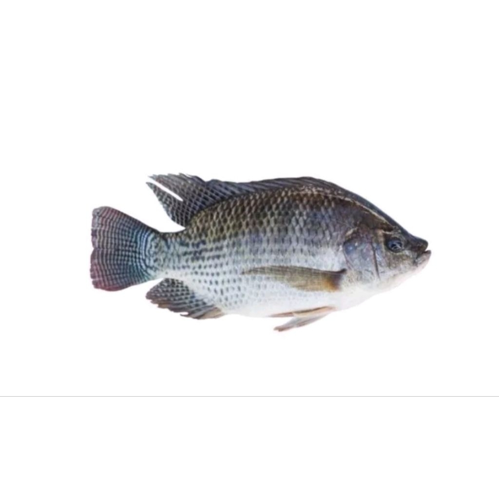 

IKAN MUJAIR BERSIH SEGAR (500 gram)