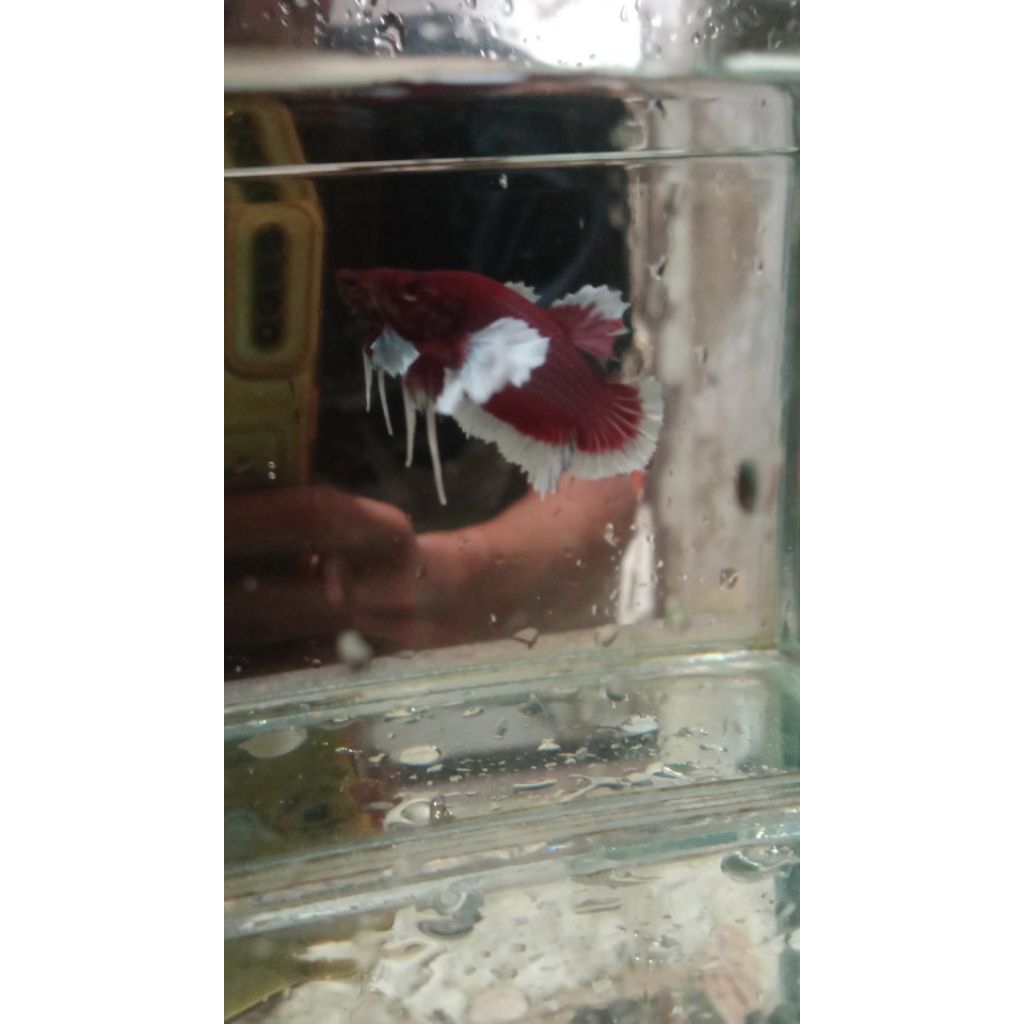 ikan cupang lavender dumbo ear