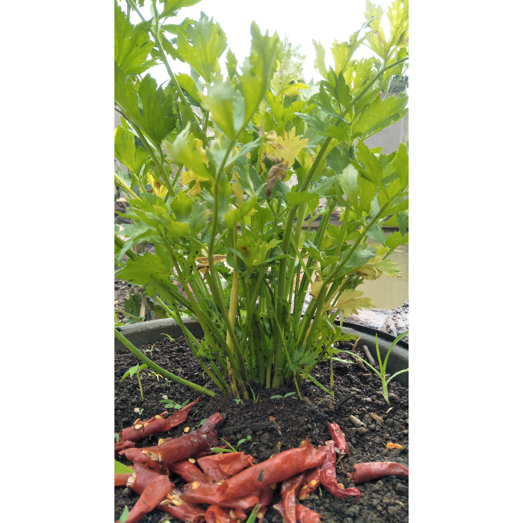 

Daun Sledri Kualitas Baik 5 Ribu/Daun Seledri Segar/Bibit Daun Seledri Siap Tanam/Sayuran Daun Seledri/Bumbu Masak Daun Seledri