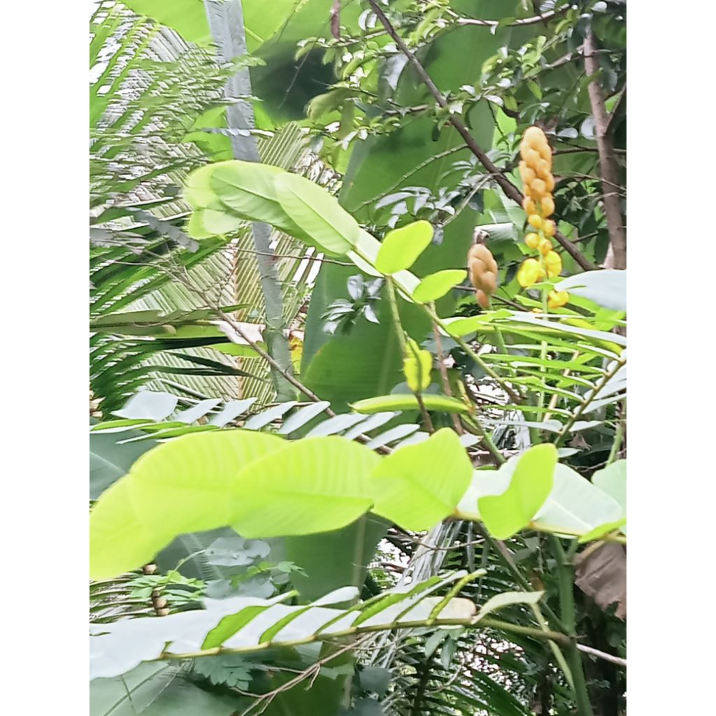 

Daun ketepeng /kimanila segar per kg