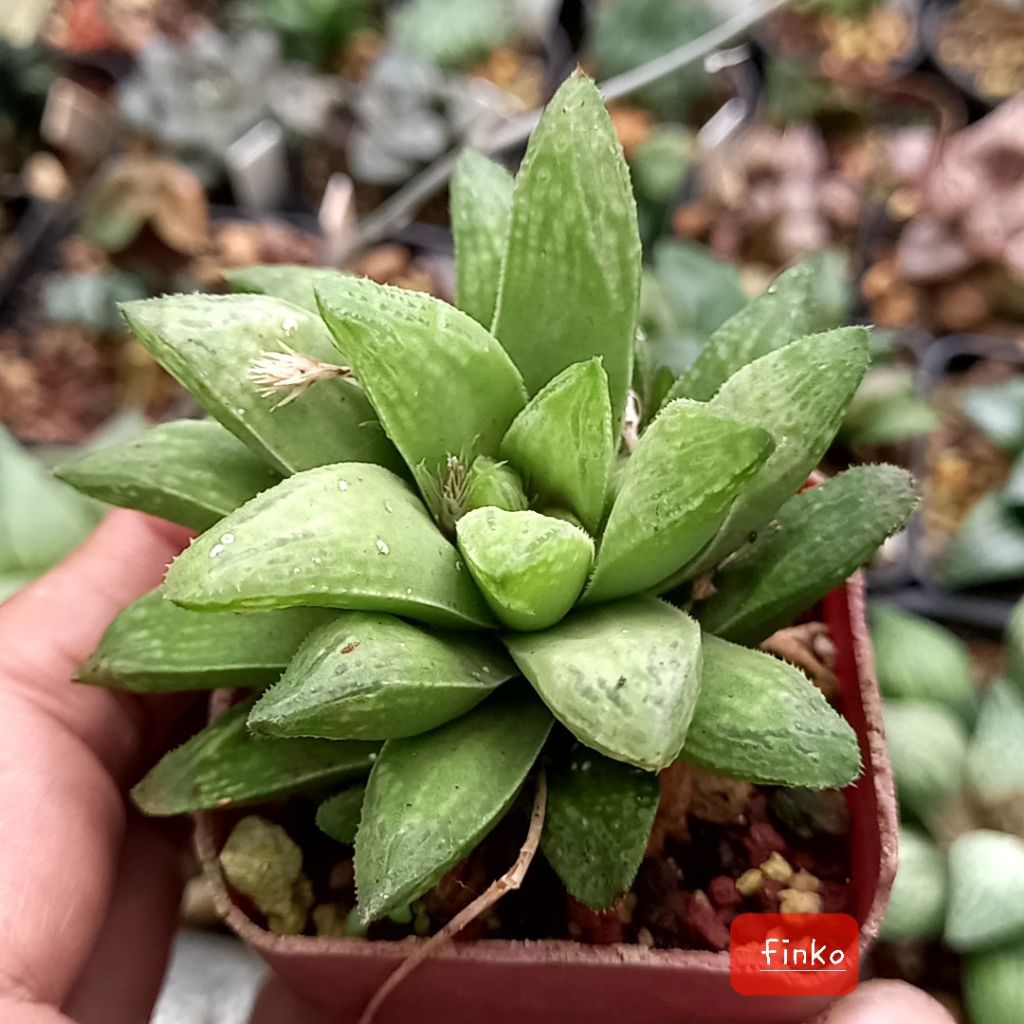 haworthia wimii hybrid