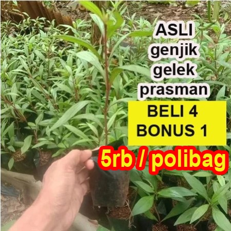 Bibit Prasman genjik gelek daun prasman